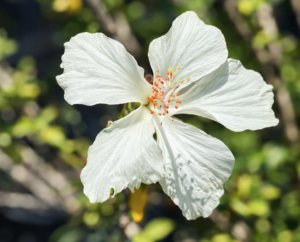 MG Yard Pro - Nursery Flower