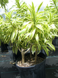 MG Yard Pro - Nursery Green Plants