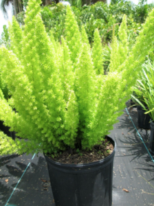 MG Yard Pro - Nursery Green Plants Fence