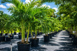 MG Yard Pro - Nursery Palms trees