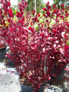 MG Yard Pro - Nursery Red Plants