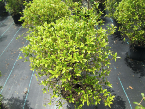 MG Yard Pro - Nursery Small Green Plants