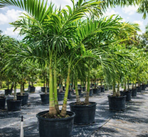 MG Yard Pro - Nursery Trees