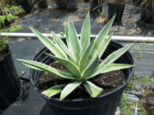 MG Yard Pro - Nursery White and Green Plants