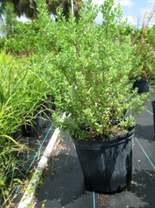 MG Yard Pro - Nursery outdoor Plants